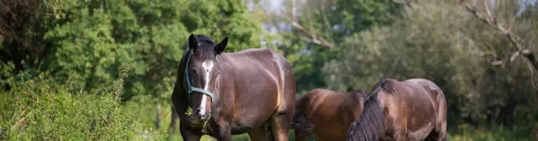 Pferdeschutz Gut Riedenhof Header