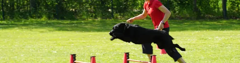 Hundesportverein Chemnitz-Borna e.V. Header