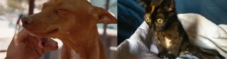 Tierfreunde tierischgeholfen Header