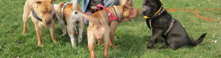 Shar Pei Nothilfe e.V. Header