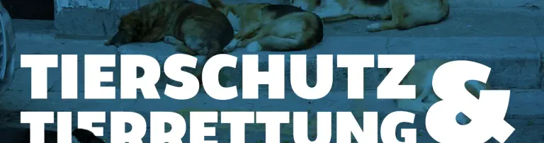 Adopta Obregon Germany- Tiernothilfe für Nordmexiko e.V. Header