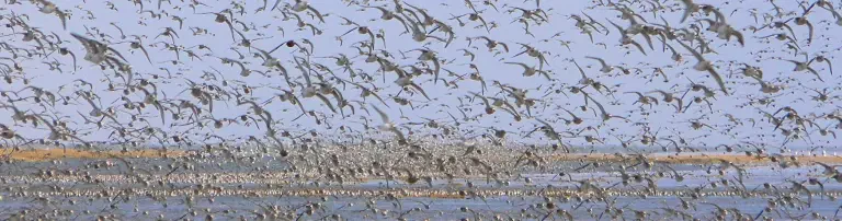Naturschutzgesellschaft Schutzstation Wattenmeer e. V. Header