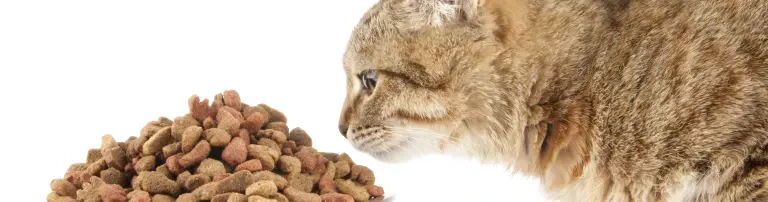 Siegerländer Haustier-Hilfe e.V. Header