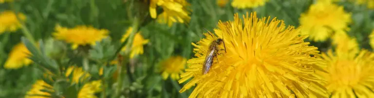 Bienenschutz Stuttgart e. V. Header