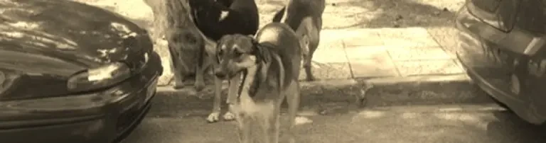 Stray Dogs Smile Header