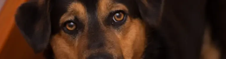 Animal Welfare Greece - Fellnasen & Samtpfoten in Not ne.V. Header