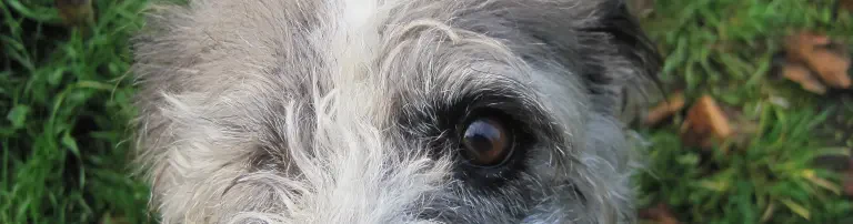 Bund gegen Missbrauch der Tiere e.V. Geschäftsstelle Berlin - bmt e.V Header