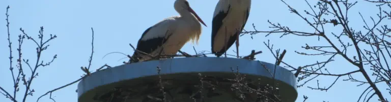 Landesbund für Vogel- und Naturschutz in Bayern e.V. Kreisgruppe Mühldorf a. Inn Header