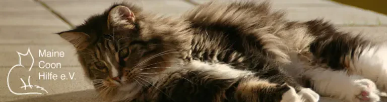 Maine Coon Hilfe e.V. Header