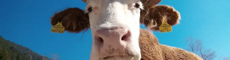 Ennstaler Tiere in Not Header