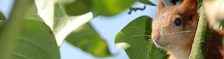 Eichhörnchen Notruf e.V. Header