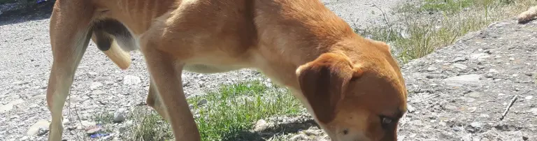 Lesajo Dog Rescue e.V. Header