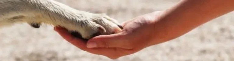 Hilfe für vergessene Waisenkinder und Fellnasen e.V. Header