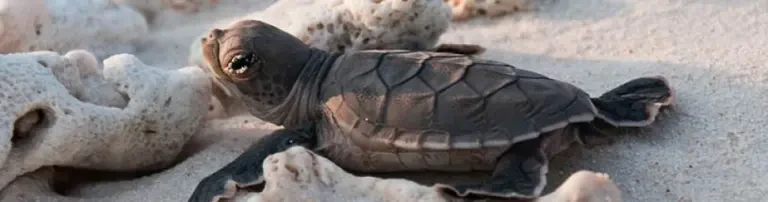 Turtle-Foundation Förderverein Header