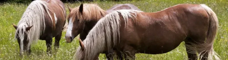 4 Hufe im Glück e.V. Header