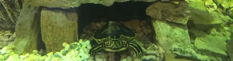 Wasserschildkröten Auffangstation in Ibbenbüren Header