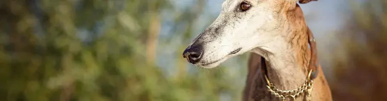 Tierschutz Spanien e.V. Header
