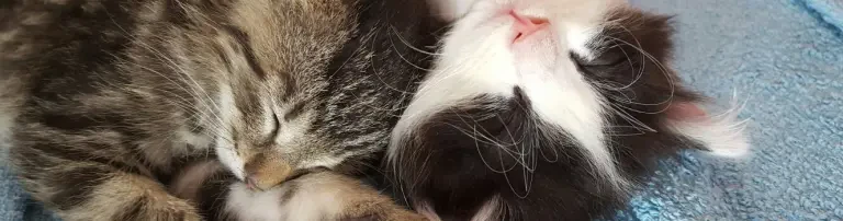 Schutzengel für alle Felle - Tierschutz Oberpfalz e.V. Header