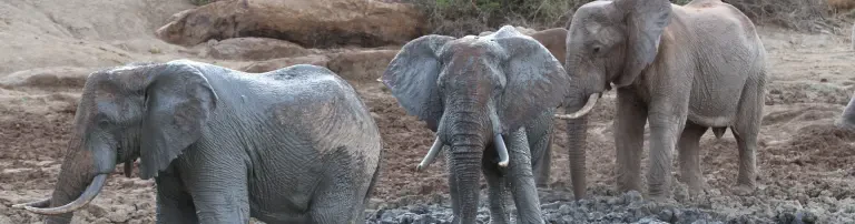 Rettet die Elefanten Afrikas e.V. Header