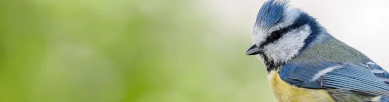 Naturschutzbund Deutschland (NABU) Gruppe Stuttgart e.V Header