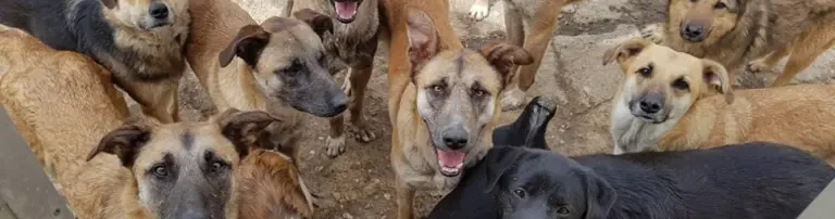 SOKO Streuner e.V. - Im Einsatz für Tiere Header