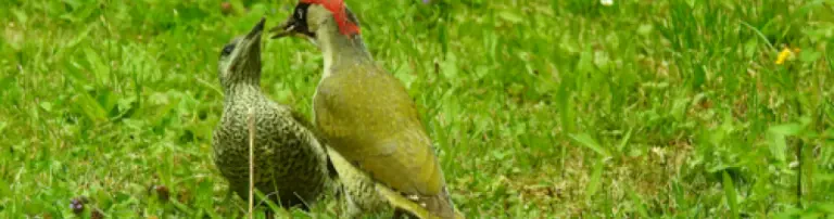 Verein für Vogelschutz und Landschaftspflege Bad Vilbel e.V. Header