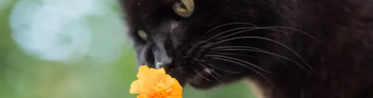 „Cats-Hope" - Katzen suchen ein Zuhause e.V. Header
