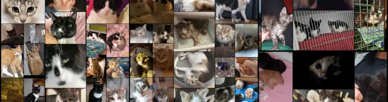 Schattenkatzen Sangerhausen e.V. Header