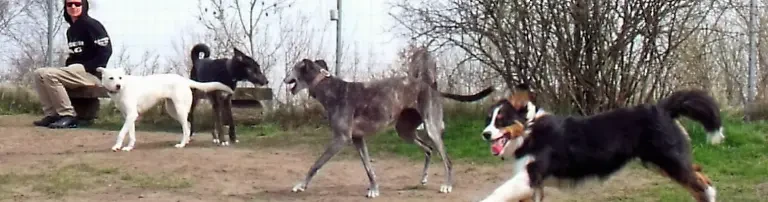 hundefreilauf-bredstedt.de Header