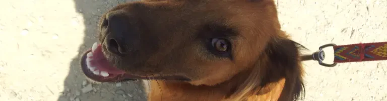 Alpha Unite e.V. Header