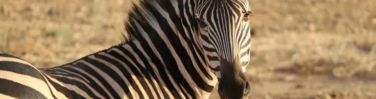 Protecting Wildlife e.V. Header