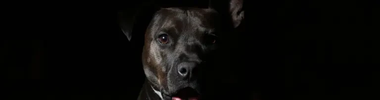 Bull Rescue Austria - Verein zur Rettung doggen- und bullartigen Hunden Header