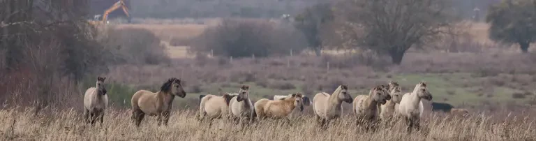 Naturschutz Förderverein Döberitzer Heide e. V. Header