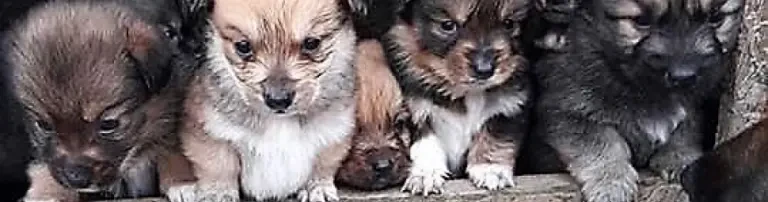 Tierschutzverein Hunde im Glück e.V. Header
