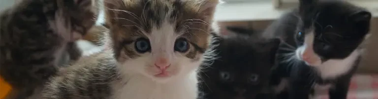 Neue Chancen für Tiere in Not e.V. Header