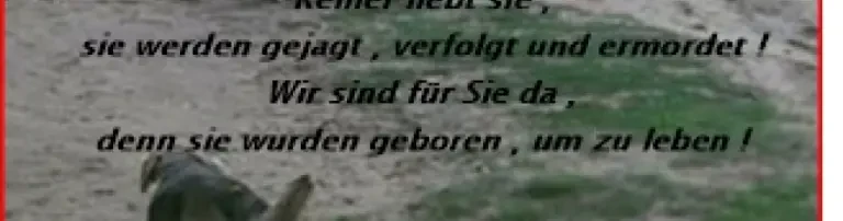 Tierhilfe born to live e.V. Header