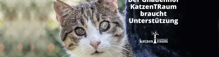 Katzentraum e.V. Header