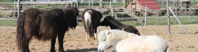 Gnadenhof Allys kleine Farm e.V. Header