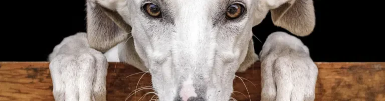 Wir für Spanien Header