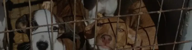 Hundehilfe Deutschland e.V. Header