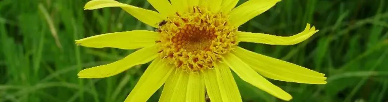 Förderverein Natura Miriquidica e.V. Header