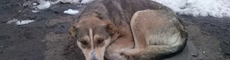 Russische Tiere in Not e.V. Header