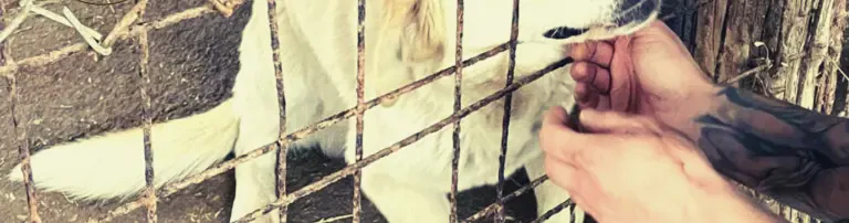 Step by Paw e. V. Header
