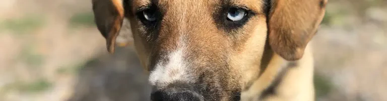 Save the dogs in Kallikratia e. V. Header