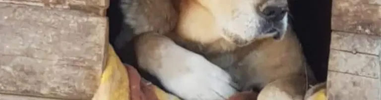 Hilfe & Herz für Pfoten e.V. Header