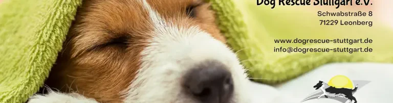 Dog Rescue Stuttgart e.V. Header