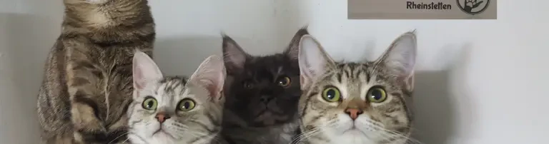 Katzenstimme Rheinstetten e.V. Hotzy Header