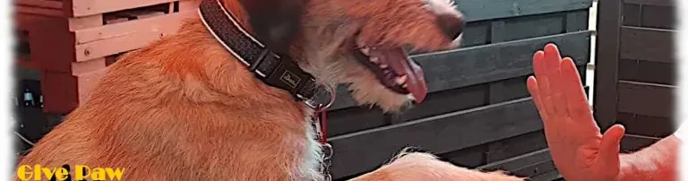 Givepaw-dogrescue Header