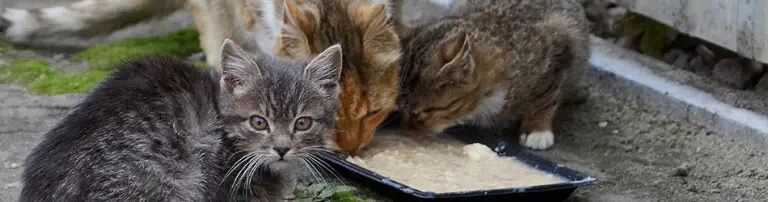 Straßenkatzen in Not Header