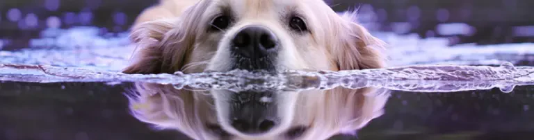 Hundeclub Projekt Europa e.V. Header
